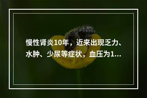 慢性肾炎10年，近来出现乏力、水肿、少尿等症状，血压为165