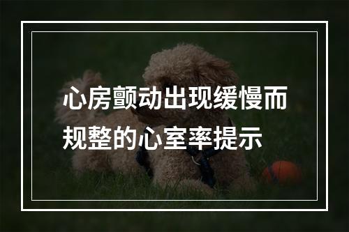 心房颤动出现缓慢而规整的心室率提示