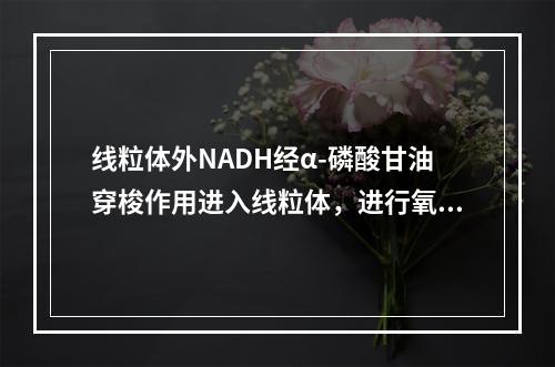 线粒体外NADH经α-磷酸甘油穿梭作用进入线粒体，进行氧化磷