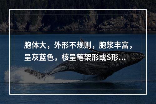 胞体大，外形不规则，胞浆丰富，呈灰蓝色，核呈笔架形或S形，核