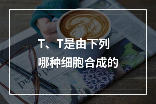 T、T是由下列哪种细胞合成的