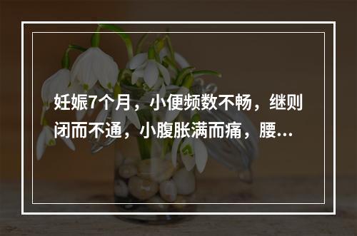 妊娠7个月，小便频数不畅，继则闭而不通，小腹胀满而痛，腰膝酸