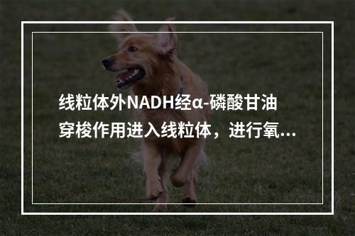 线粒体外NADH经α-磷酸甘油穿梭作用进入线粒体，进行氧化磷