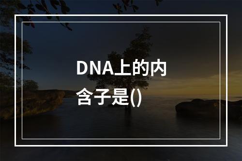 DNA上的内含子是()