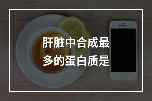 肝脏中合成最多的蛋白质是