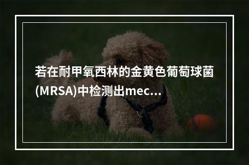 若在耐甲氧西林的金黄色葡萄球菌(MRSA)中检测出mecA基