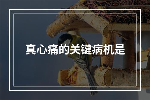 真心痛的关键病机是