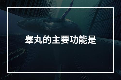 睾丸的主要功能是