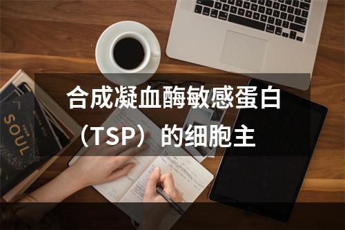 合成凝血酶敏感蛋白（TSP）的细胞主