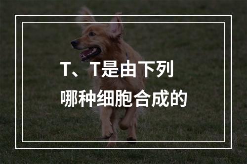 T、T是由下列哪种细胞合成的