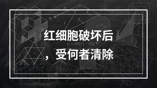 红细胞破坏后，受何者清除