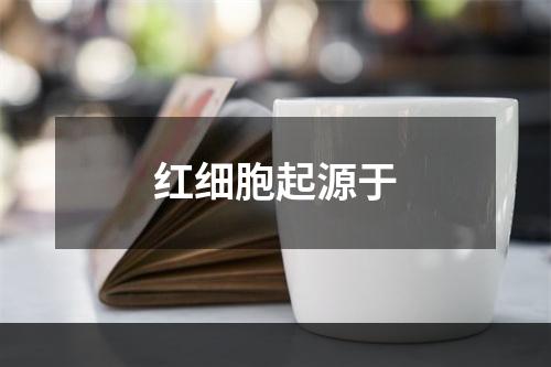 红细胞起源于