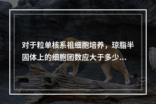 对于粒单核系祖细胞培养，琼脂半固体上的细胞团数应大于多少个才