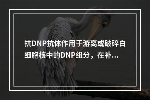 抗DNP抗体作用于游离或破碎白细胞核中的DNP组分，在补体协