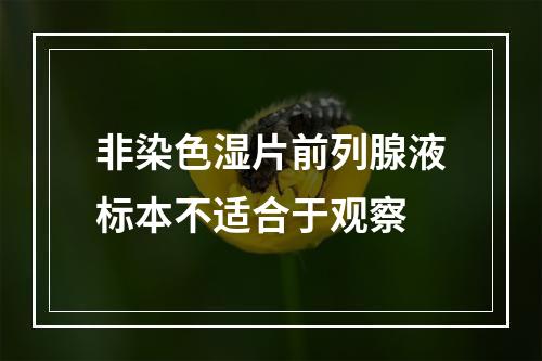 非染色湿片前列腺液标本不适合于观察