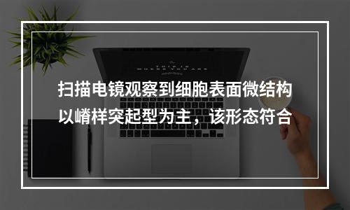 扫描电镜观察到细胞表面微结构以嵴样突起型为主，该形态符合