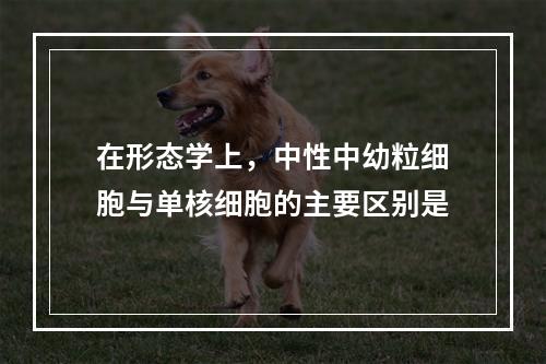 在形态学上，中性中幼粒细胞与单核细胞的主要区别是