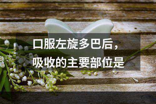 口服左旋多巴后，吸收的主要部位是