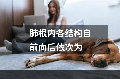 肺根内各结构自前向后依次为