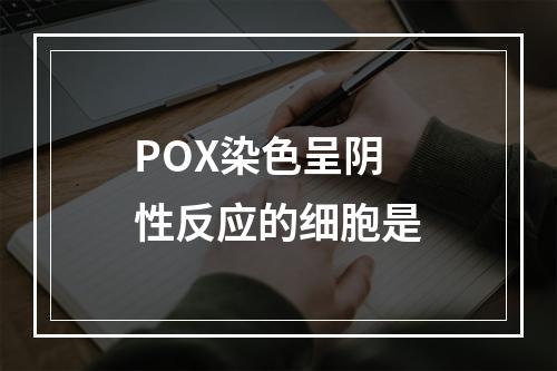 POX染色呈阴性反应的细胞是