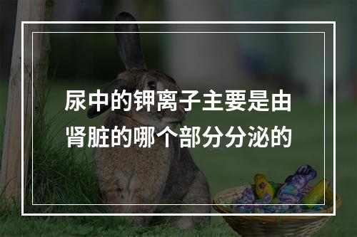 尿中的钾离子主要是由肾脏的哪个部分分泌的