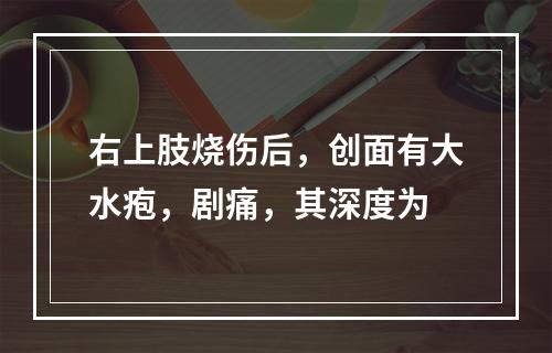 右上肢烧伤后，创面有大水疱，剧痛，其深度为