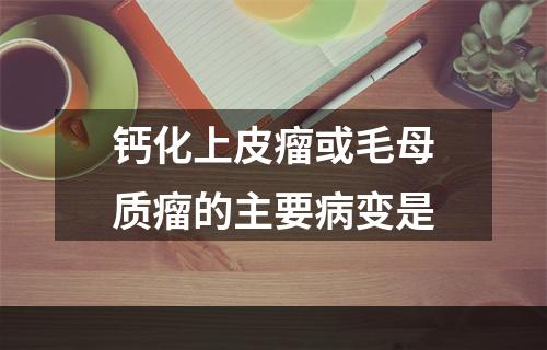 钙化上皮瘤或毛母质瘤的主要病变是