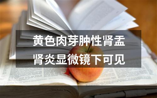 黄色肉芽肿性肾盂肾炎显微镜下可见