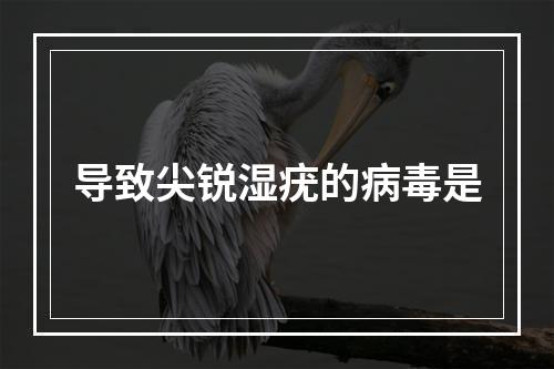 导致尖锐湿疣的病毒是