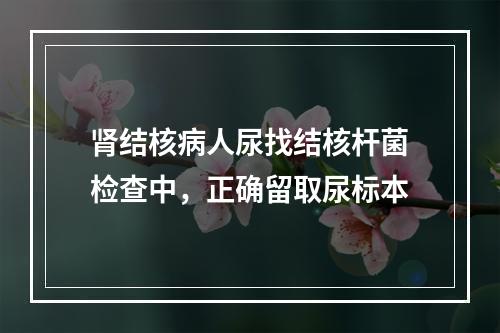 肾结核病人尿找结核杆菌检查中，正确留取尿标本