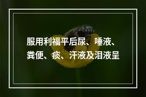 服用利福平后尿、唾液、粪便、痰、汗液及泪液呈