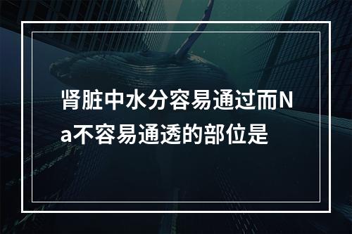 肾脏中水分容易通过而Na不容易通透的部位是