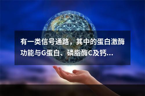 有一类信号通路，其中的蛋白激酶功能与G蛋白、磷脂酶C及钙离子