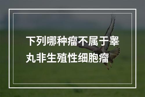 下列哪种瘤不属于睾丸非生殖性细胞瘤