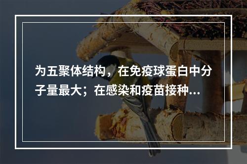 为五聚体结构，在免疫球蛋白中分子量最大；在感染和疫苗接种以后