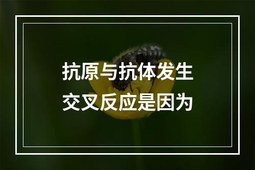 抗原与抗体发生交叉反应是因为