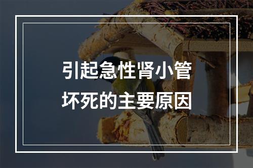 引起急性肾小管坏死的主要原因