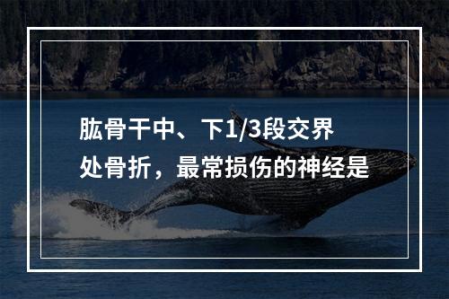 肱骨干中、下1/3段交界处骨折，最常损伤的神经是