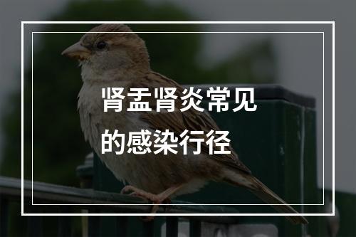 肾盂肾炎常见的感染行径