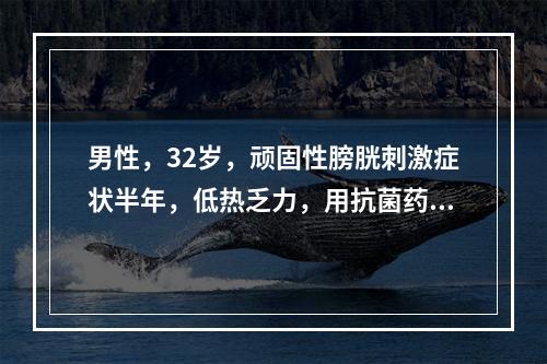 男性，32岁，顽固性膀胱刺激症状半年，低热乏力，用抗菌药后，