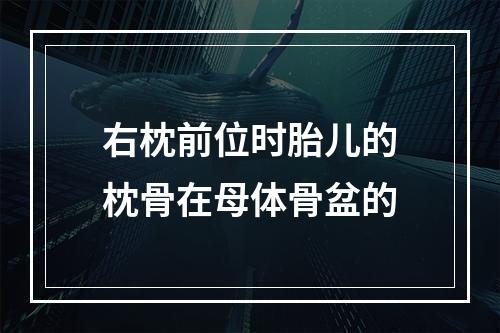 右枕前位时胎儿的枕骨在母体骨盆的