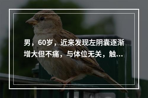 男，60岁，近来发现左阴囊逐渐增大但不痛，与体位无关，触不到