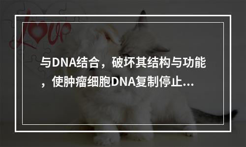 与DNA结合，破坏其结构与功能，使肿瘤细胞DNA复制停止，阻