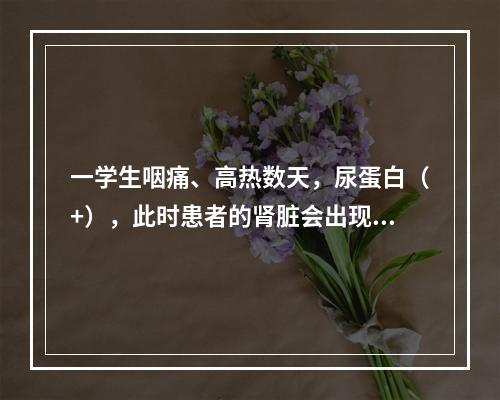 一学生咽痛、高热数天，尿蛋白（+），此时患者的肾脏会出现什么