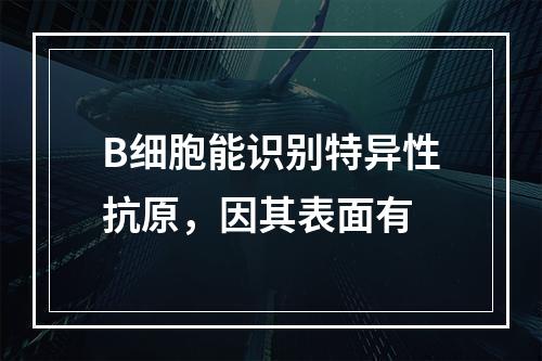 B细胞能识别特异性抗原，因其表面有