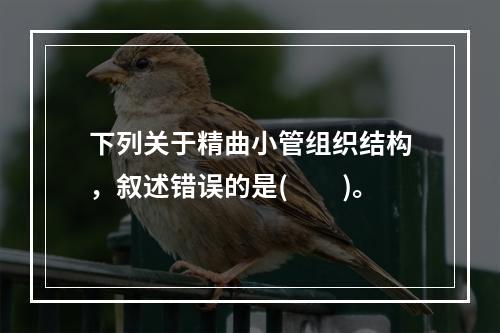 下列关于精曲小管组织结构，叙述错误的是(　　)。