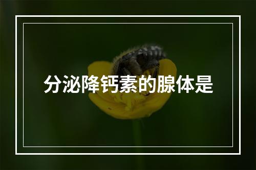 分泌降钙素的腺体是