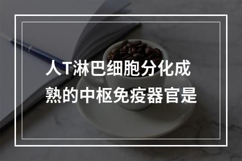 人T淋巴细胞分化成熟的中枢免疫器官是