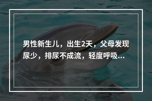 男性新生儿，出生2天，父母发现尿少，排尿不成流，轻度呼吸困难