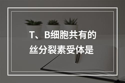 T、B细胞共有的丝分裂素受体是